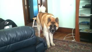 Max  8 month old akita howling  MASSIVE [upl. by Pearline]