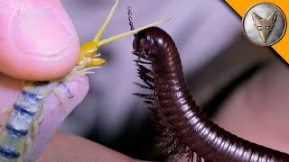 Millipede vs Centipede [upl. by Aokek]