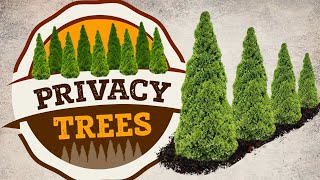 Privacy Trees  Fast Growing Privacy Trees  PlantingTree™ [upl. by Wimsatt]