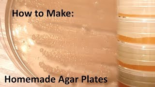 How to make Homemade agar plates [upl. by Yeltrab]