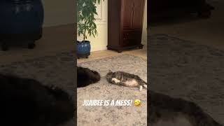 Jujubee is a trouble maker 🤣viralvideo family cat dog nature video love vlog viralshorts [upl. by Ocsecnarf]