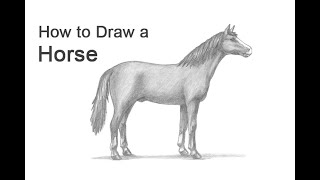 How to Draw a Horse [upl. by Aikemat795]