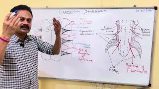 LIGAMENTUM DENTICULATUM [upl. by Eimarrej664]