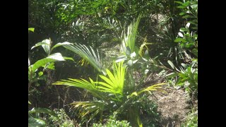 Trachycarpus manipur is a very cold hardy palm tree [upl. by Diehl]