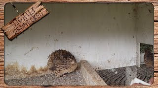 Why Your Quail Havent Started Laying Eggs Yet [upl. by Karlyn]