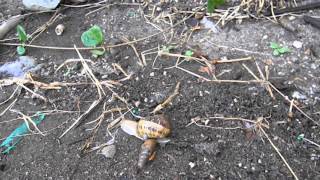 Decollate Snails Eating Brown Garden Snail [upl. by Dexter687]