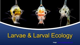 Marine Biology at Home 5 Larvae amp Larval Ecology [upl. by Webber]