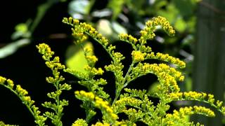 Ragweed amp Goldenrod [upl. by Eessac243]