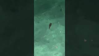 Title Incredible Squid Sighting at Tioman Island A Rare Underwater Encounter [upl. by Arakaj]