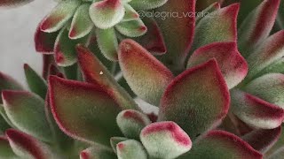 ECHEVERIA PULVINATA RUBY BLUSH  AS FASES NO MEU CULTIVO [upl. by Akeimahs652]