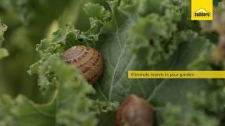 How Do Insecticides Work [upl. by Nonnahsed]