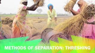 Methods of separation threshing [upl. by Jenny]