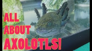 How to Care for Axolotls [upl. by Sussi]