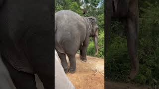 Hiking with this gentle giant thaielephant elephantsanctuarychiangmai [upl. by Fiorenze607]