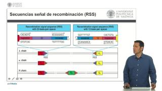 Recombinación VDJ  2325  UPV [upl. by Haidebez]