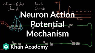 Neuron action potential mechanism  Nervous system physiology  NCLEXRN  Khan Academy [upl. by Attenal]