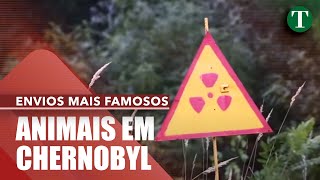 Os animais de Chernobil [upl. by Yrtsed]