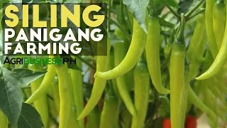 Siling Panigang Siling Panigang Planting Guide for Abondant Harvest [upl. by Aeneus16]