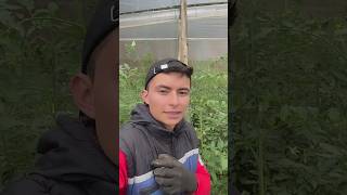 Valoremos el trabajo de los campesinos 🌱💪❤️ parati campo agricultura vida [upl. by Karry]