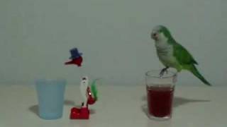 Quaker Parrot amp Drinking Bird Toy Competition [upl. by Attiuqal850]