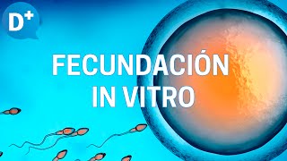 Fecundación in vitro Etapas y resultados [upl. by Notsuoh]