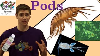 Copepods and Rotifers Info Does your Tank Need Them [upl. by Meredeth]