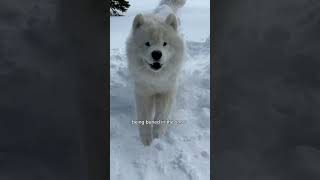 What should sled dog try this winter 🐻‍❄️❄️🛷 dog samoyed [upl. by Reerg]