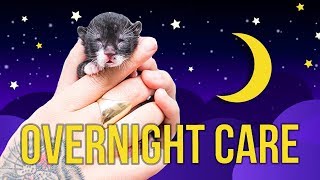 Tips for Overnight Kitten Care [upl. by Tessie]