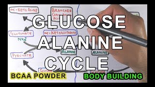 GlucoseAlanine Cycle  Cahill Cycle [upl. by Cahn]