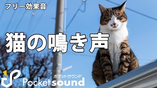 【フリー効果音】猫の鳴き声特集：ポケットサウンド【子猫成猫】 [upl. by Suaeddaht]