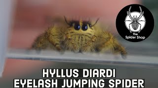 Hyllus Diardi Eyelash Jumping Spider [upl. by Schifra309]