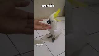 smart bird [upl. by Fulvi]