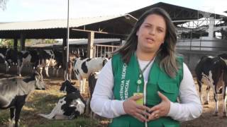 SENAR em Campo Bovinocultura de Leite  Cuidados na ordenha de vacas leiteiras [upl. by Hamnet]