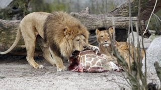 GRAPHIC  Giraffe Marius slaughtered in Copenhagen Zoo fed to lions [upl. by Anahsohs62]