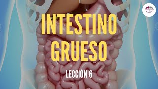 6 EL INTESTINO GRUESO ESTRUCTURA Y FUNCIÓN DEL SISTEMA DIGESTIVO [upl. by Durkee135]