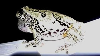 Gray Tree Frog Mating Ritual [upl. by Cull]