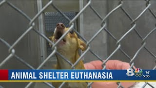 Animal shelter euthanasia [upl. by Ennovoj]