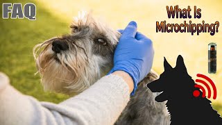 Dog Microchipping Pros and Cons [upl. by Singleton838]