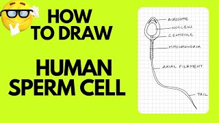 HUMAN SPERM CELL DIAGRAM  REPRODUCTION  CLASS 10 [upl. by Legnaleugim491]