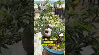 Bonsai jambu kerikil inspirasibonsai [upl. by Meadows]