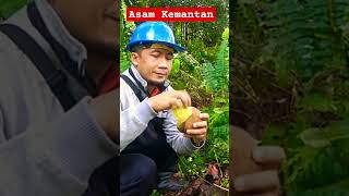 BUAH ASAM KEMANTAN [upl. by Akkeber3]