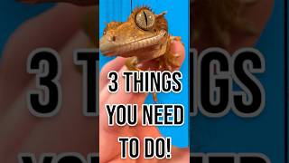 3 Things you NEED to do for your Crested Gecko crestedgecko [upl. by Adaline193]