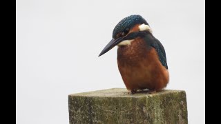 Kingfisher at Dinton Pastures Aug 2024 [upl. by Myna]