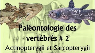 Paléontologie des vertébrés 2 Actinopterygii et Sarcopterygii [upl. by Durno458]