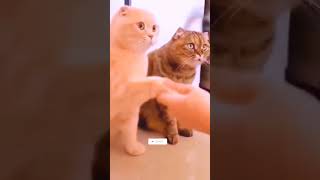 billi comedy video 🐱🤔 short [upl. by Peedsaj]