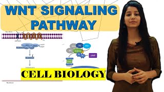 Wntβcatenin signaling pathwayAPC mutationRole in CancerBeta cateninDestruction complexwingles [upl. by Gney]