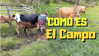 LA VIDA en el CAMPO  La VIDA real en el CAMPO 🐄 [upl. by Feriga]