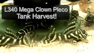 Epic Pleco Harvest L340 Hypancistrus Sp Mega Clown Plecos [upl. by Muire247]