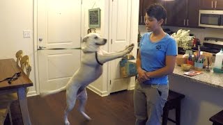 How to Train Your Dog to Stop Jumping [upl. by Ihc]