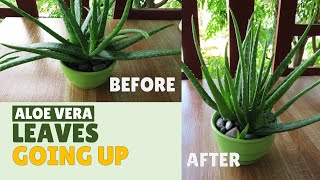 How To Make Aloe Vera Leaves Grow Upward [upl. by Descombes]